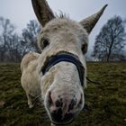 Bin ganz Ohr!