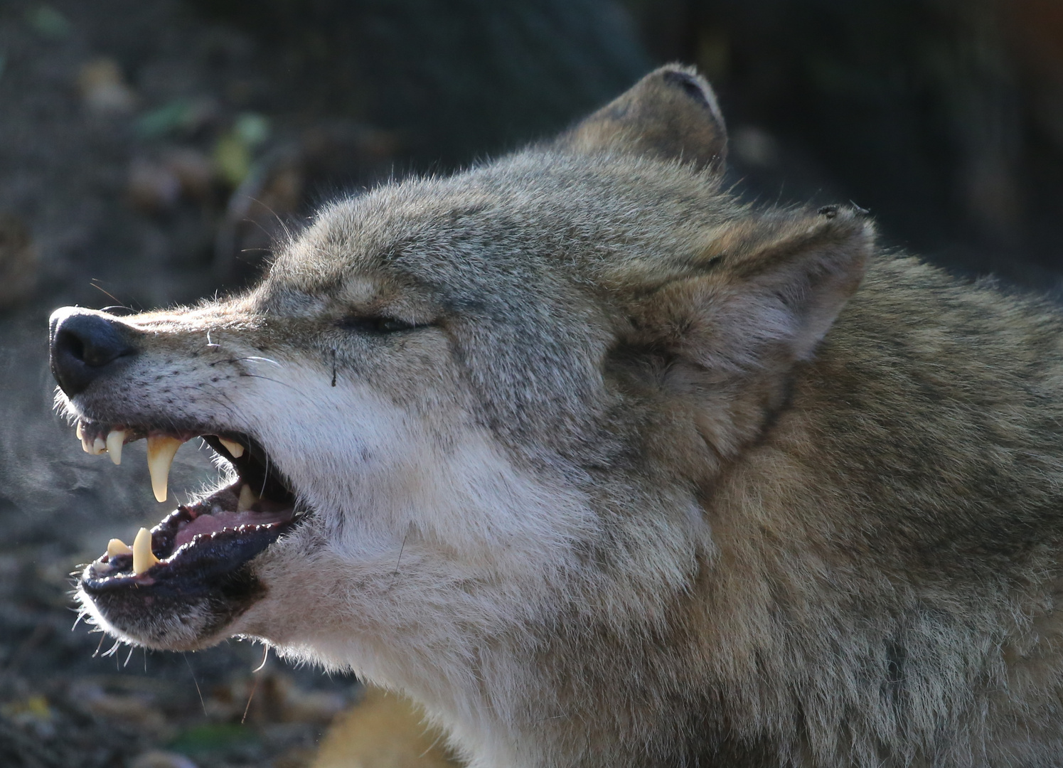 ..  bin gar kein böser Wolf!