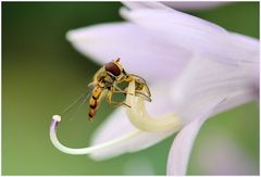 MAKRO  sonstige