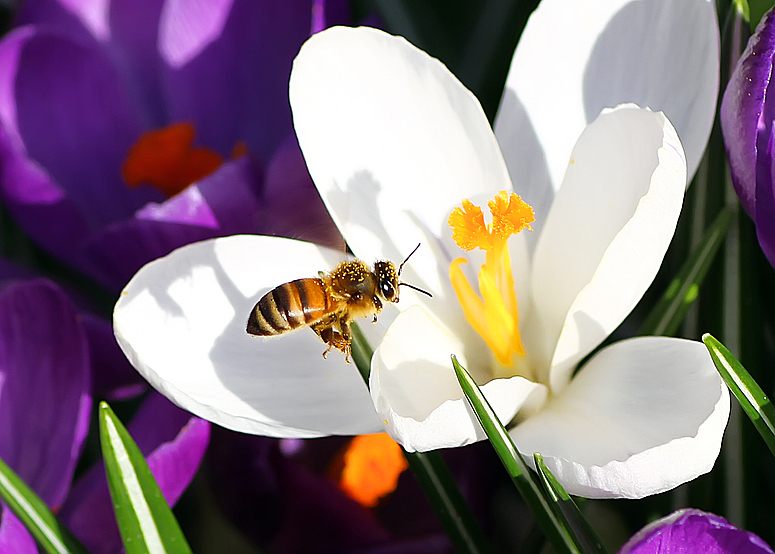 Bin gerade mal beim Pollen sammeln