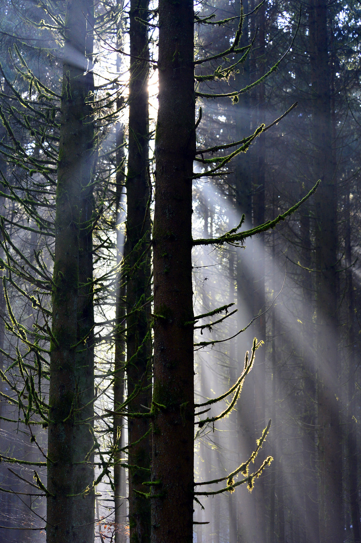 bin gern im Wald