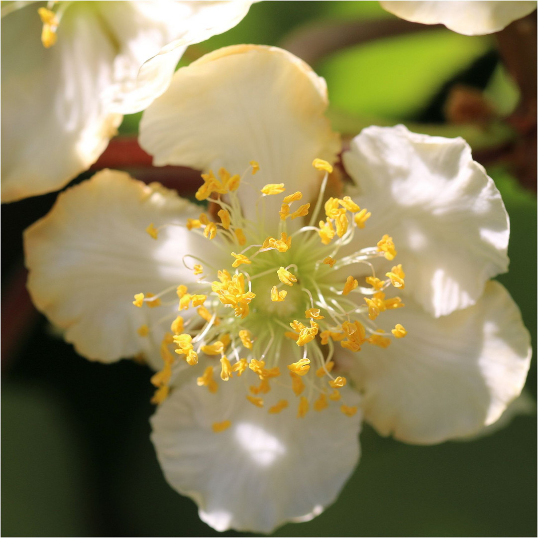 54+ Kiwiblüten Männlich Weiblich, Damit sie fruchten, benötigen