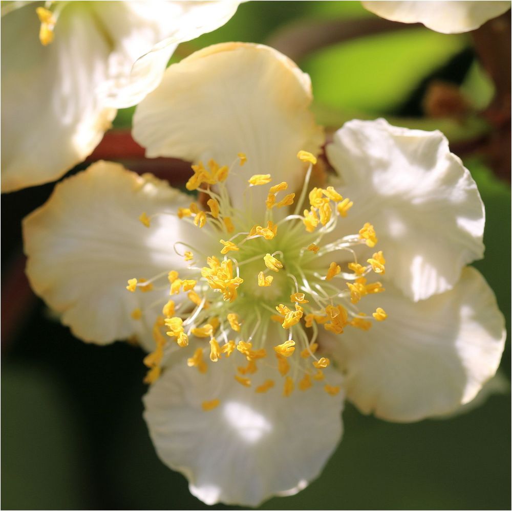 Bin gespannt... es ist die Blüte einer Kiwi! Foto & Bild makro, natur