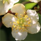 Bin gespannt...    es ist die Blüte einer Kiwi!