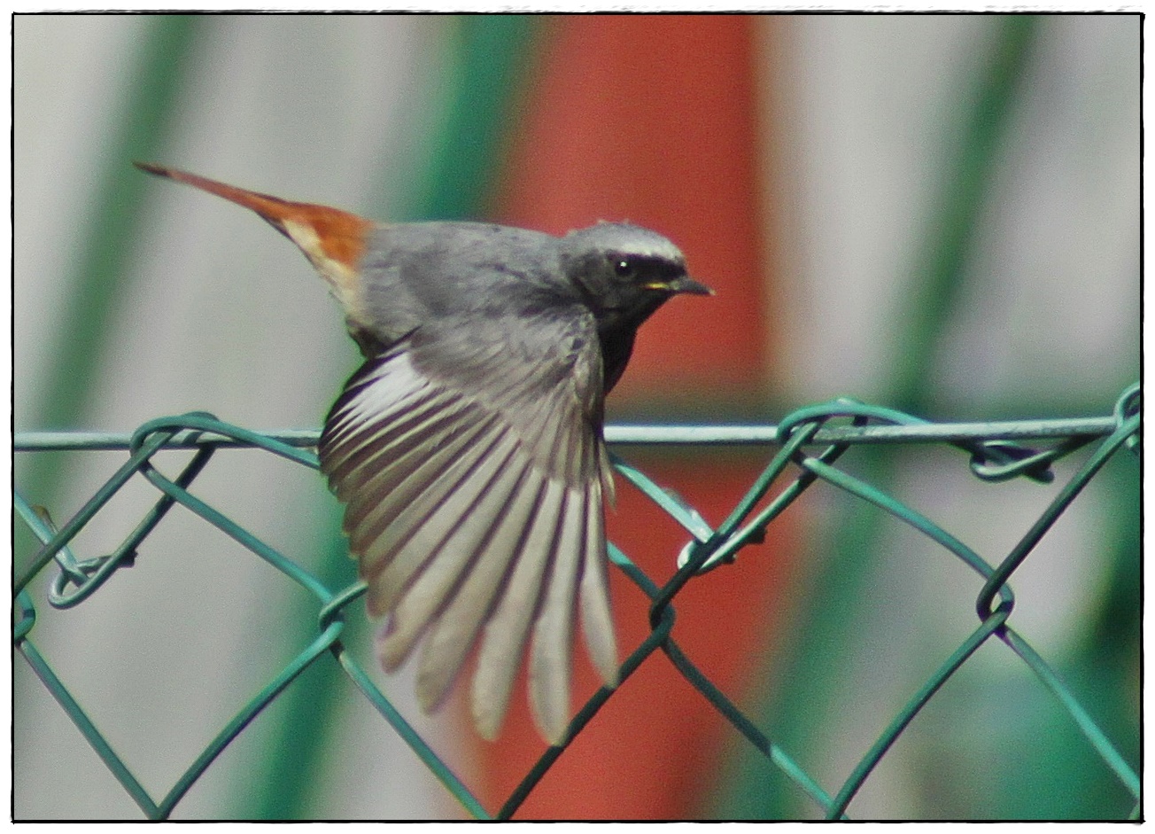 " Bin gleich wieder da !" Foto & Bild | tiere, wildlife ...
