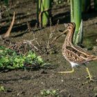 "Bin gleich wieder da .... muss nur mal in die Büsche"