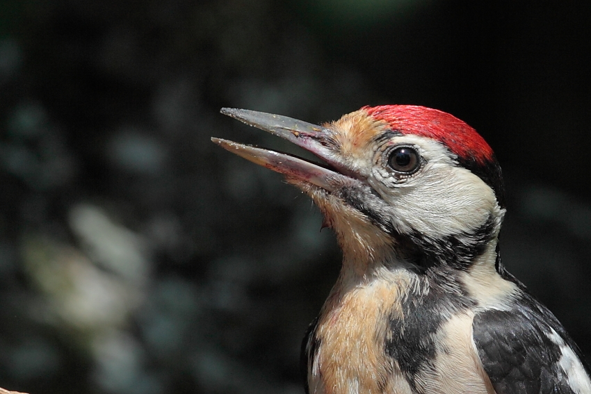 "Bin glücklich hier zu sein!" , Biosphärengebiet schw. Alb, Dettingen a.d. Erms