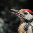 "Bin glücklich hier zu sein!" , Biosphärengebiet schw. Alb, Dettingen a.d. Erms