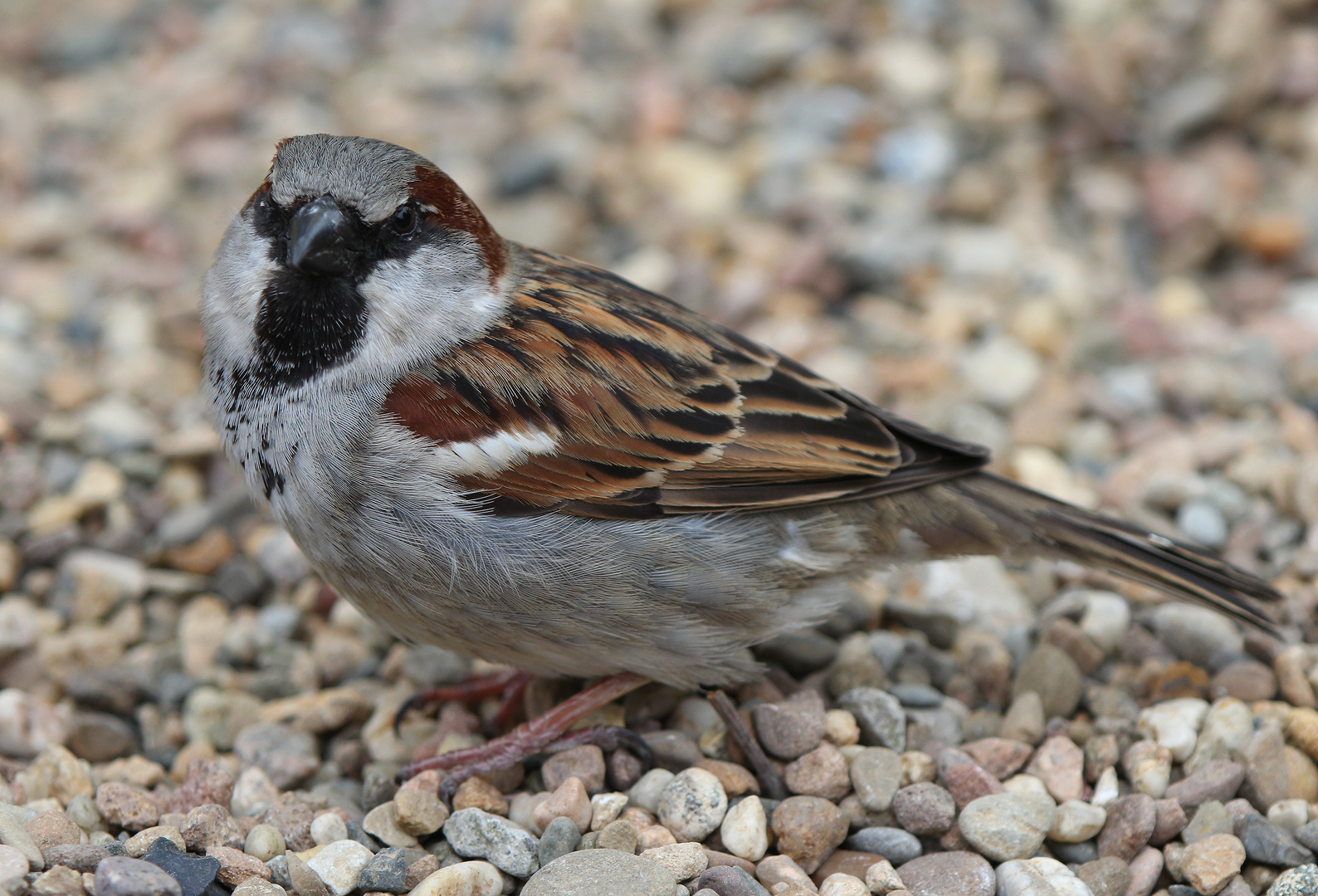 Bin ich auch DEIN Spatz ?