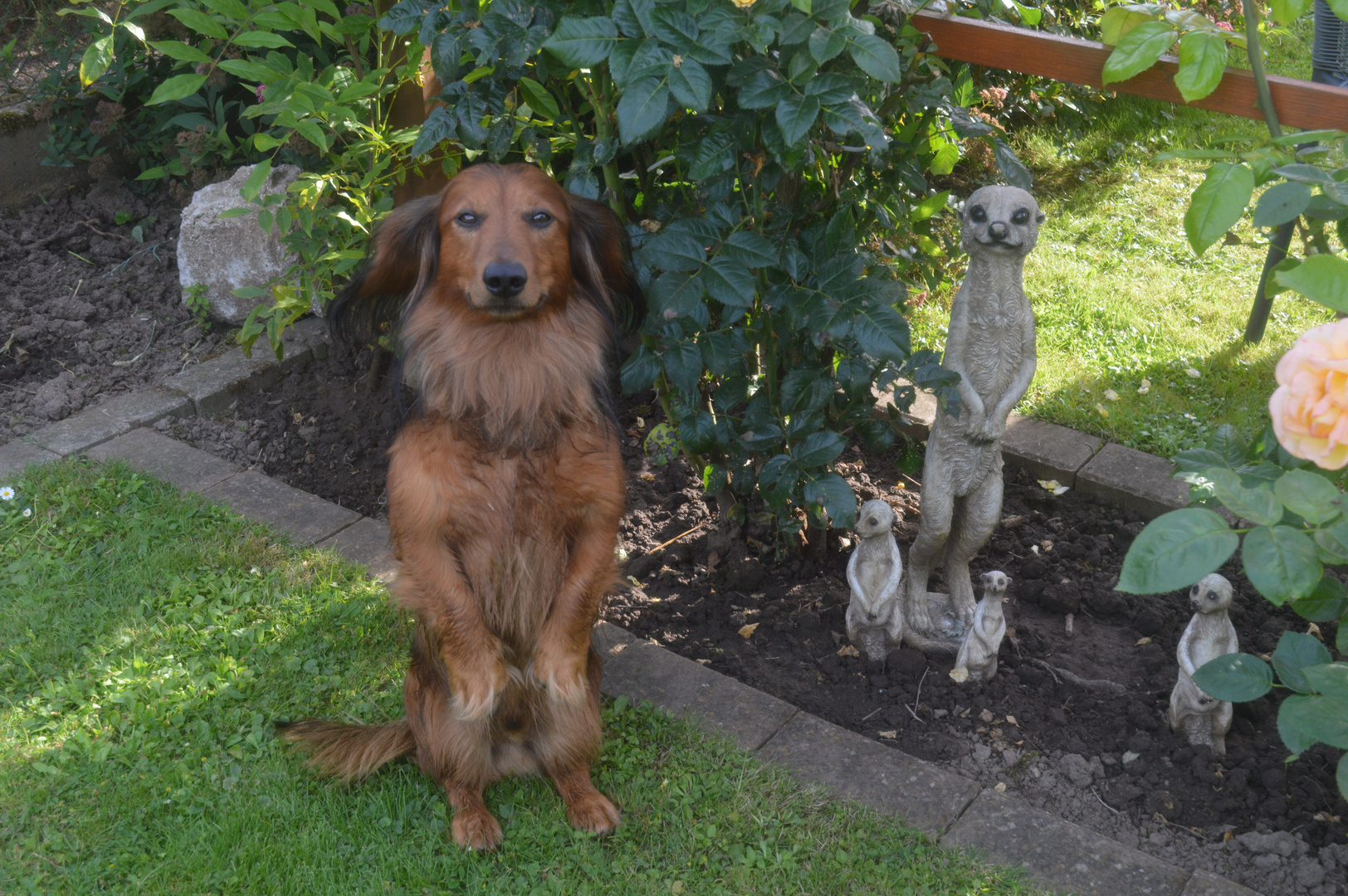 Bin ich auch ein Erdmännchen?