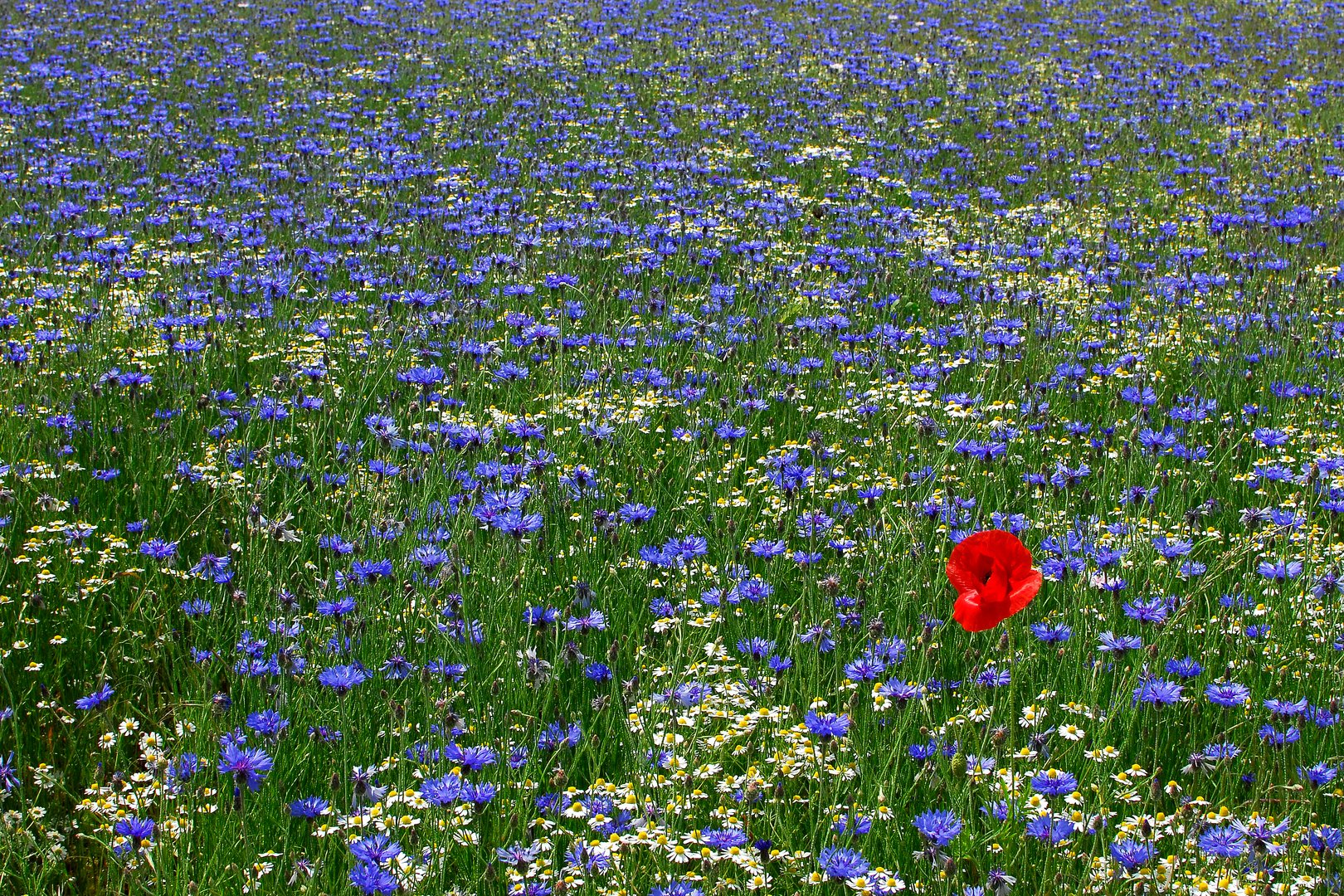 Bin ich auch eine Kornblume ?