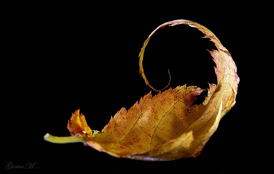 bin ich Blatt