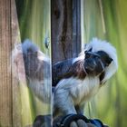 Bin ich das da im Fenster?