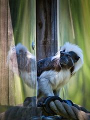 Bin ich das da im Fenster?