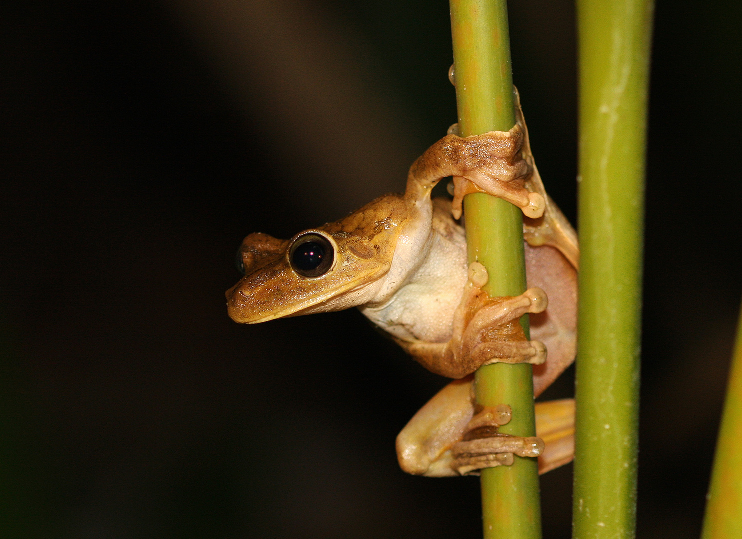 "Bin ich denn ein Frosch - oder was?"