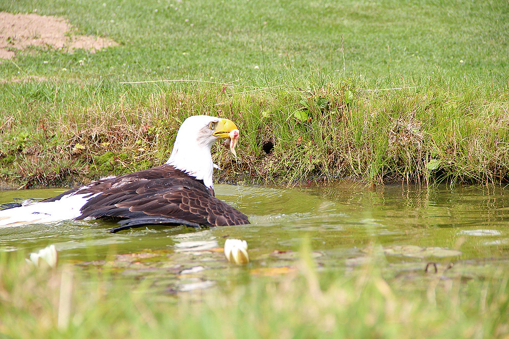 Bin ich denn eine Ente?