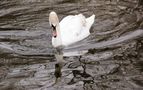 Bin ich der Schwan? von Andrea Karen Müller 