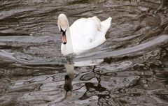 Bin ich der Schwan?