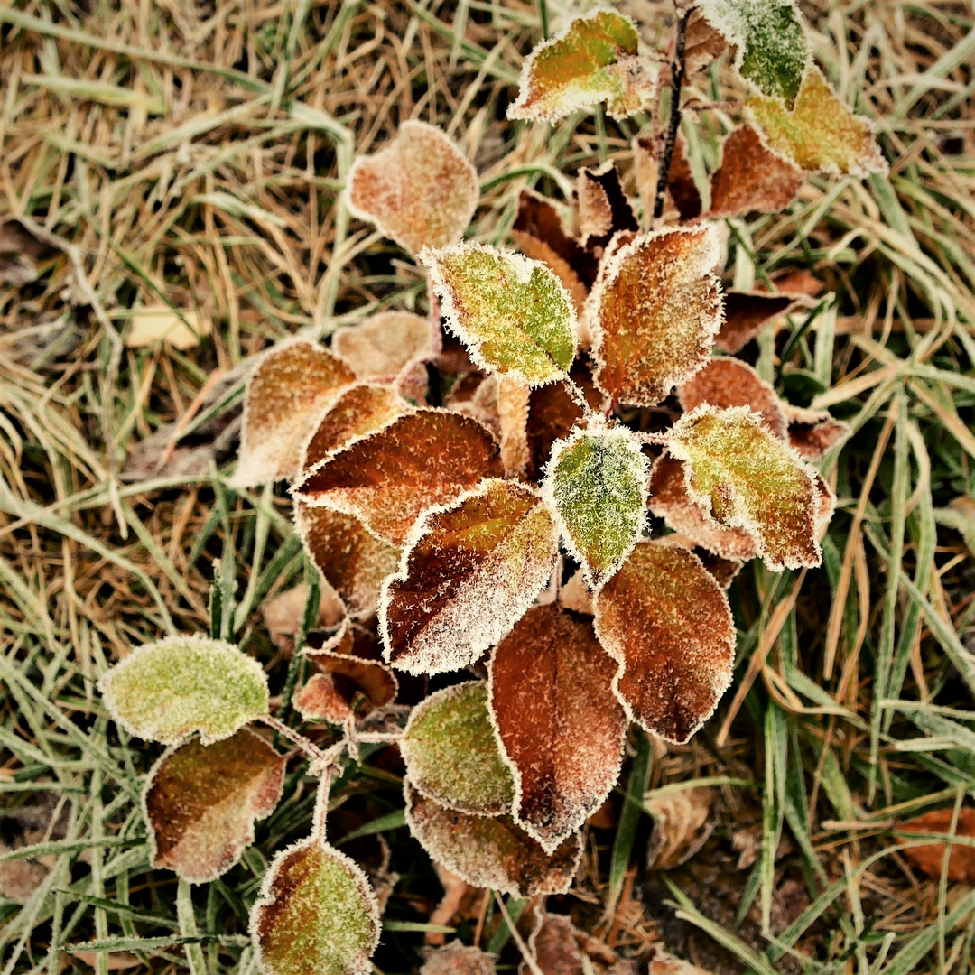 Bin ich ein Blümchen ?