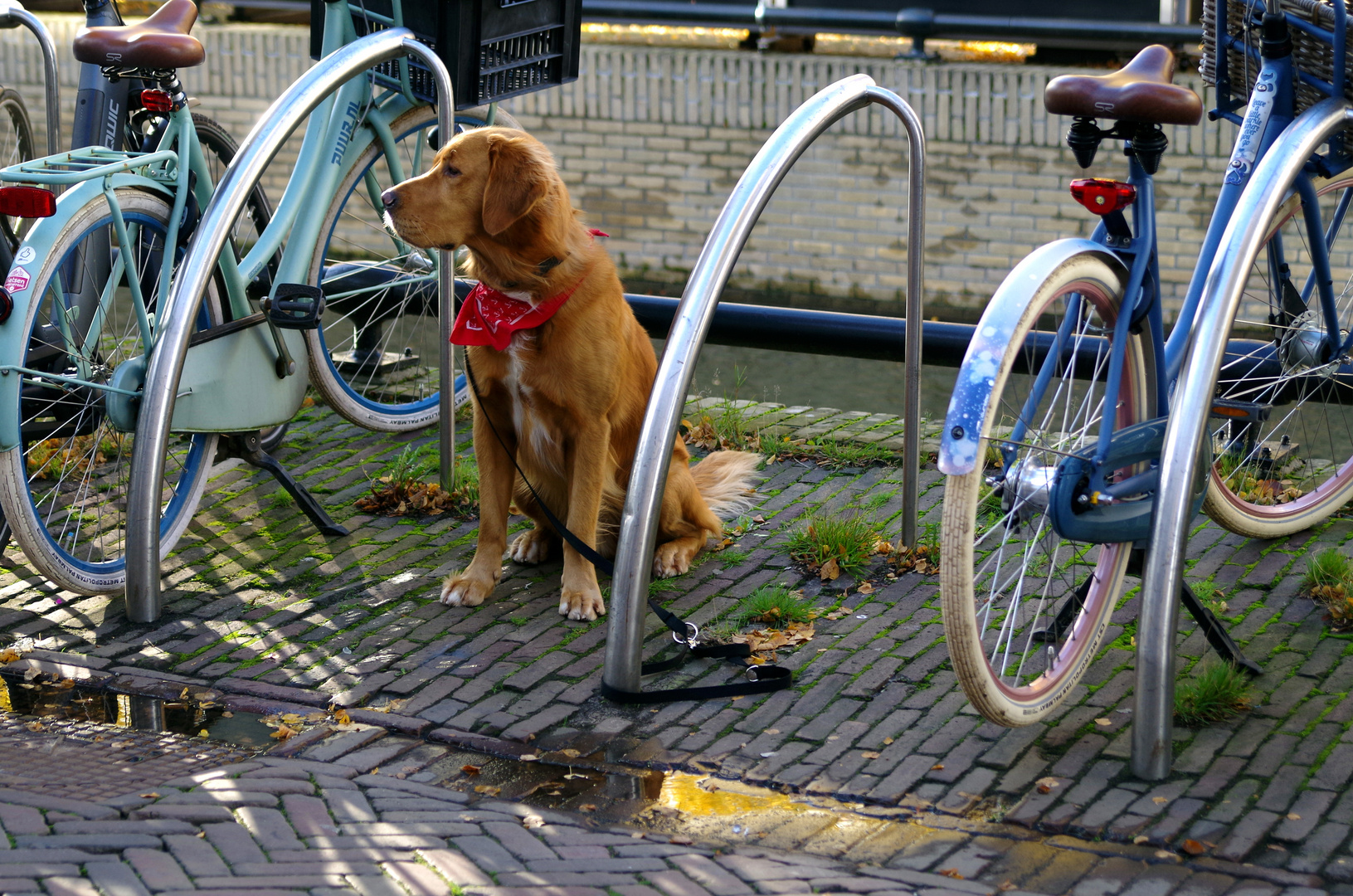 Bin ich ein Fahrrad oder was