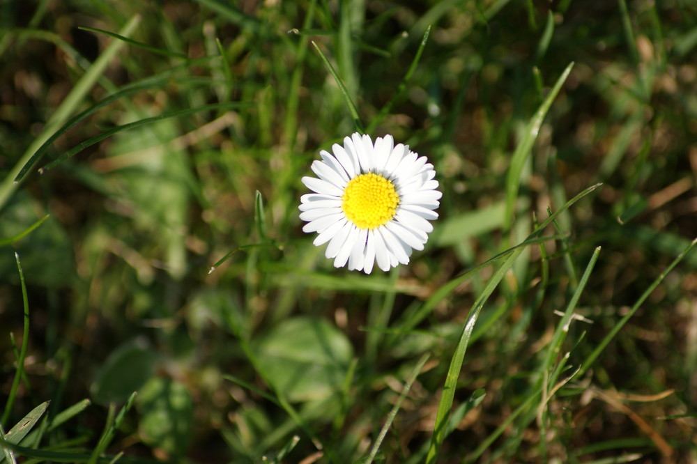 Bin ich ein Gänseblümchen?