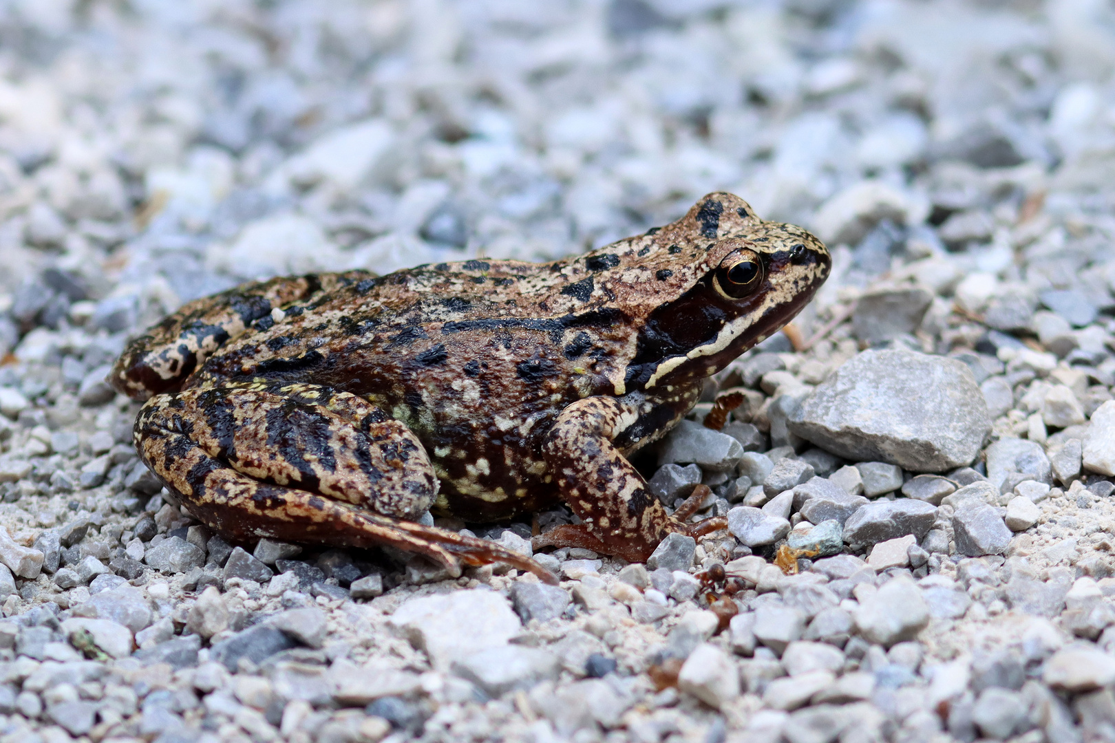 Bin ich ein Grasfrosch?