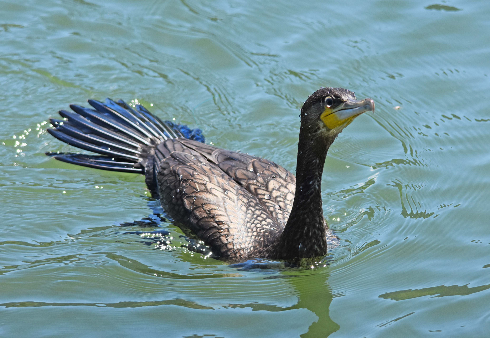 Bin ich ein Pfau?