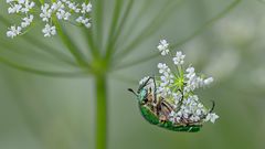 Bin ich ein prächtiger GRÜNER ROSENKÄFER?