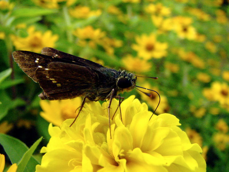 bin ich ein schmetterling?