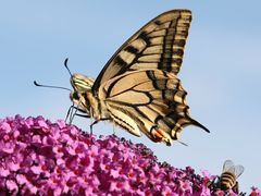 ...bin ich ein schöner Schmetterling