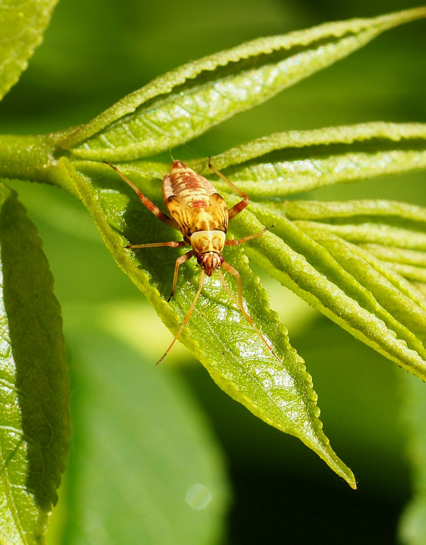 Bin ich eine ...Eichen-Schmuckwanze... Rhabdomiris striatellus... ?