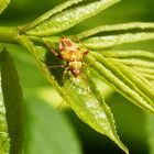 Bin ich eine ...Eichen-Schmuckwanze... Rhabdomiris striatellus... ?