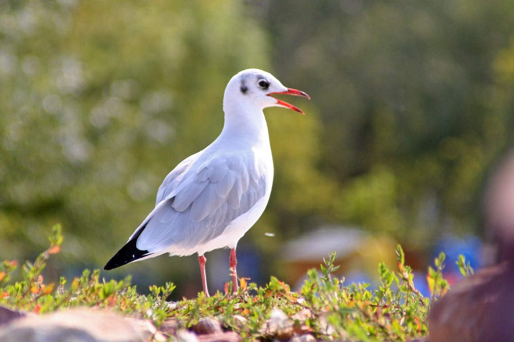 Bin ich eine Möwe?