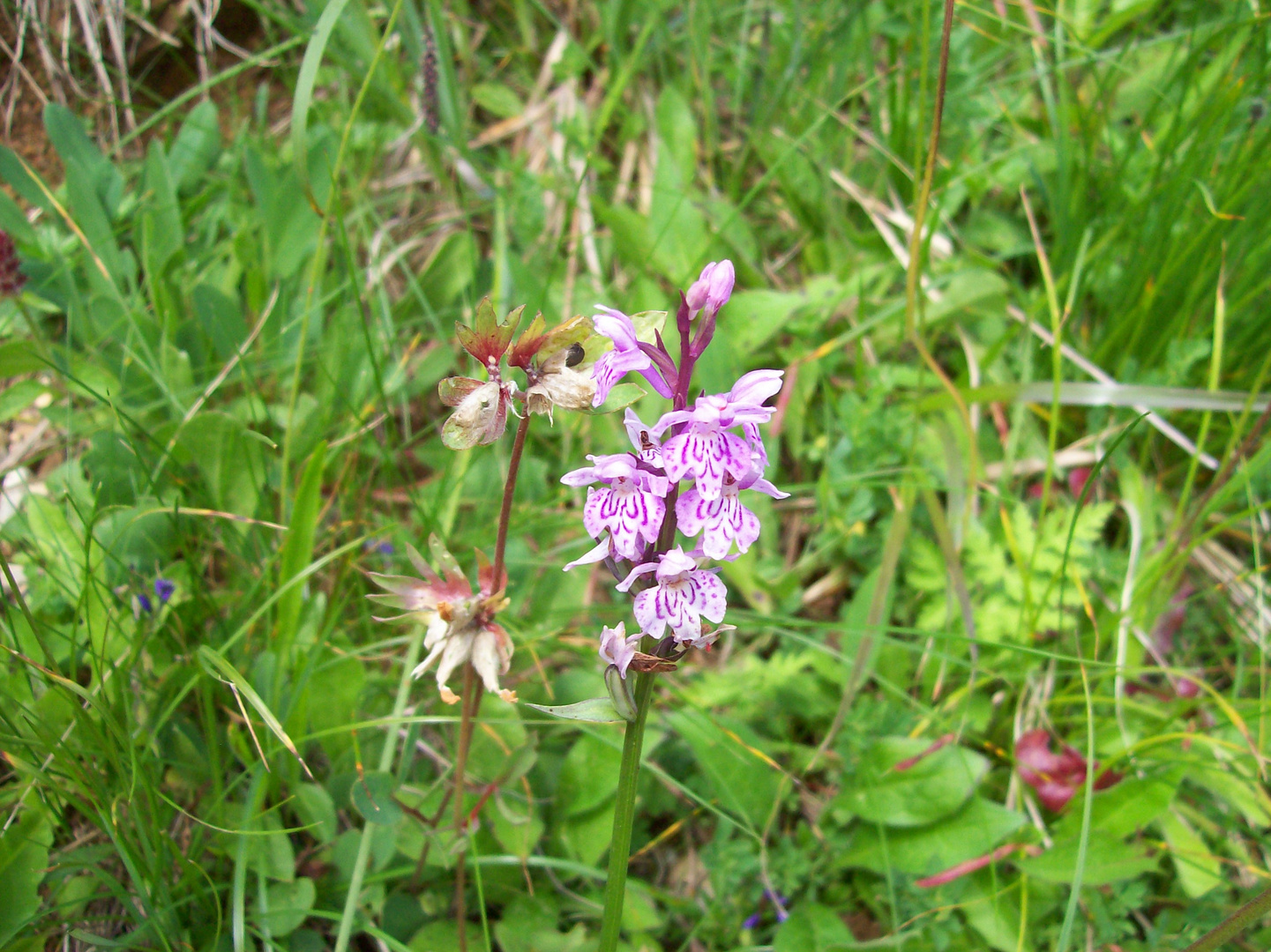 Bin ich eine Orchidee?