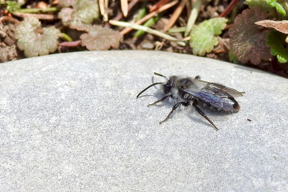 bin ich eine Wildbiene ? Graue Sandbiene Danke Frank