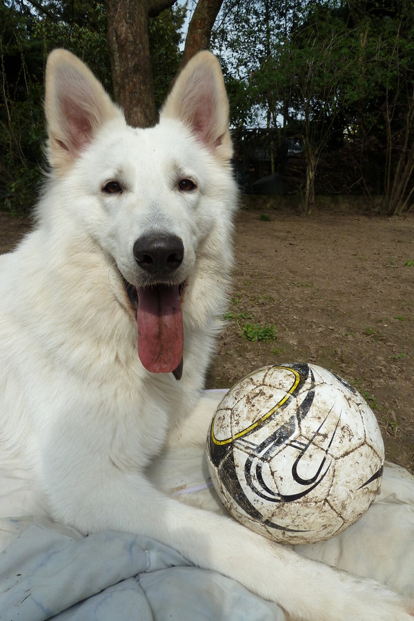 bin ich fertig...meinen Ball gebe ich trotzdem nicht her :-P