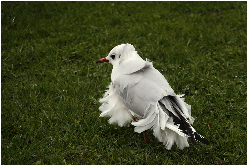 Bin ich heut durch den Wind