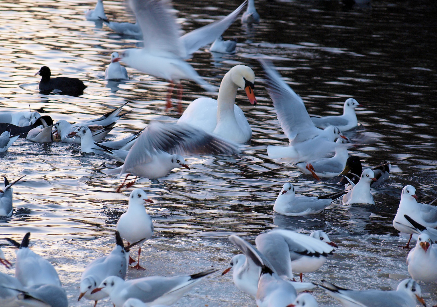 ....bin ich hier im Irrenhaus....denkt der Schwan....