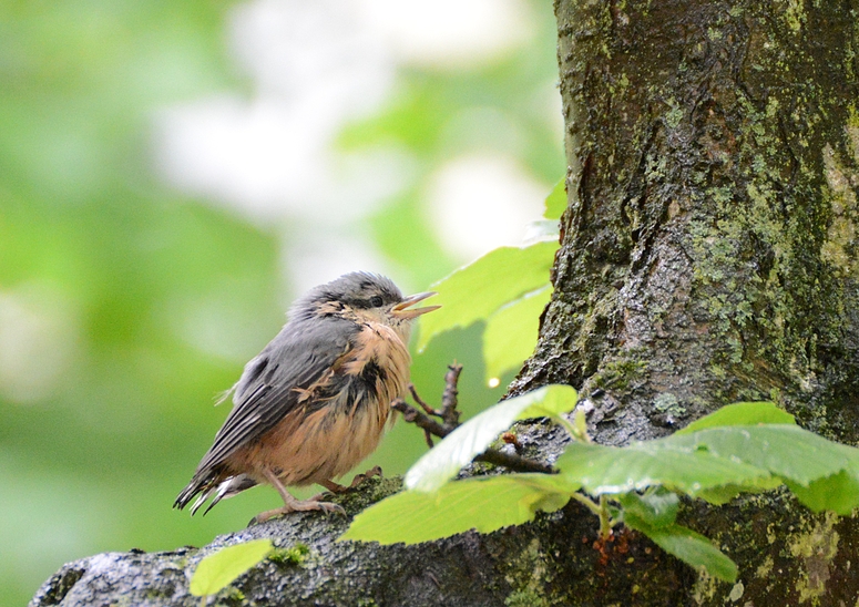 Bin ich hier im Regenwald?