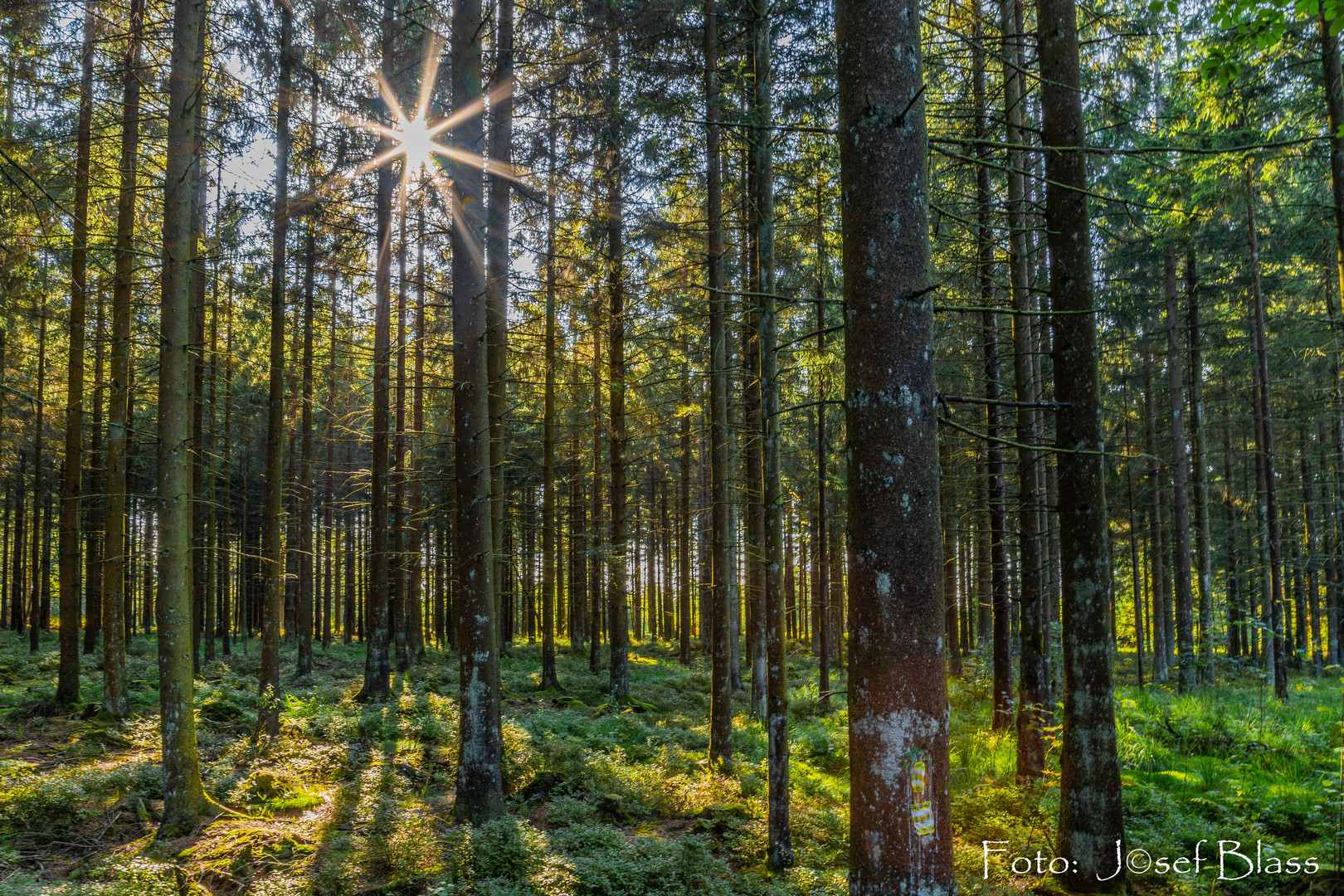 Bin ich im Wald?