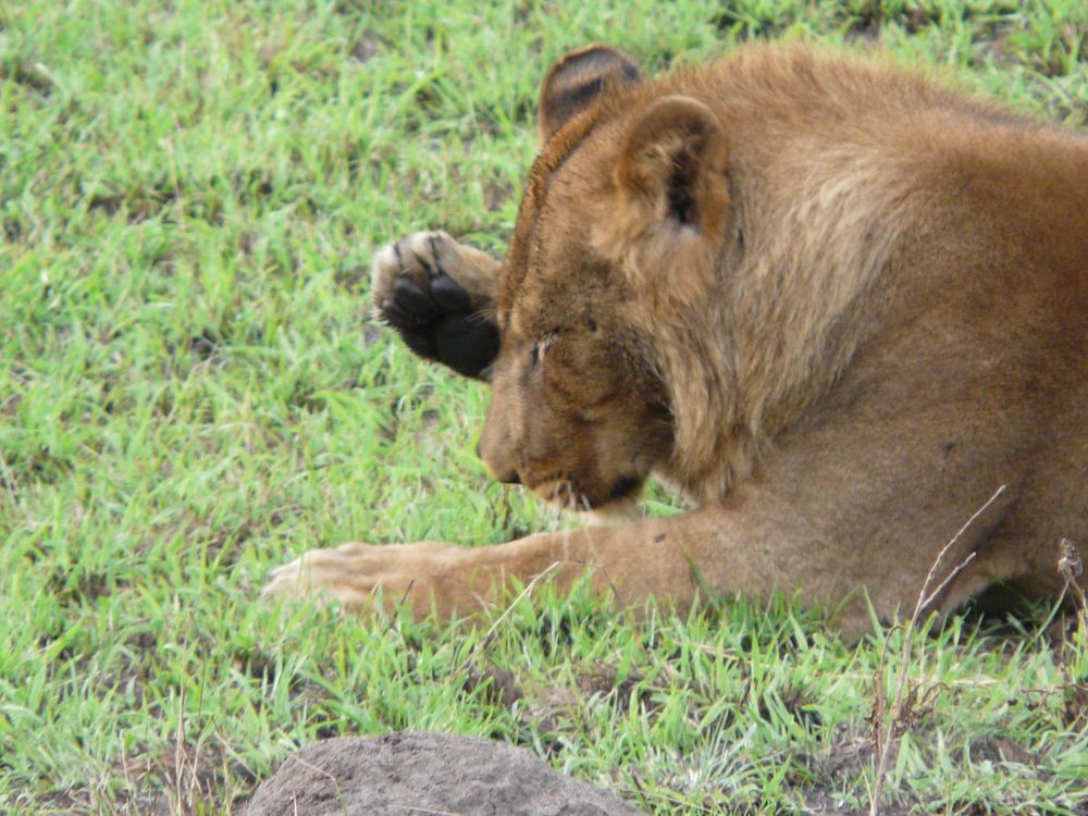 Bin ich müde von Mara Savannah 