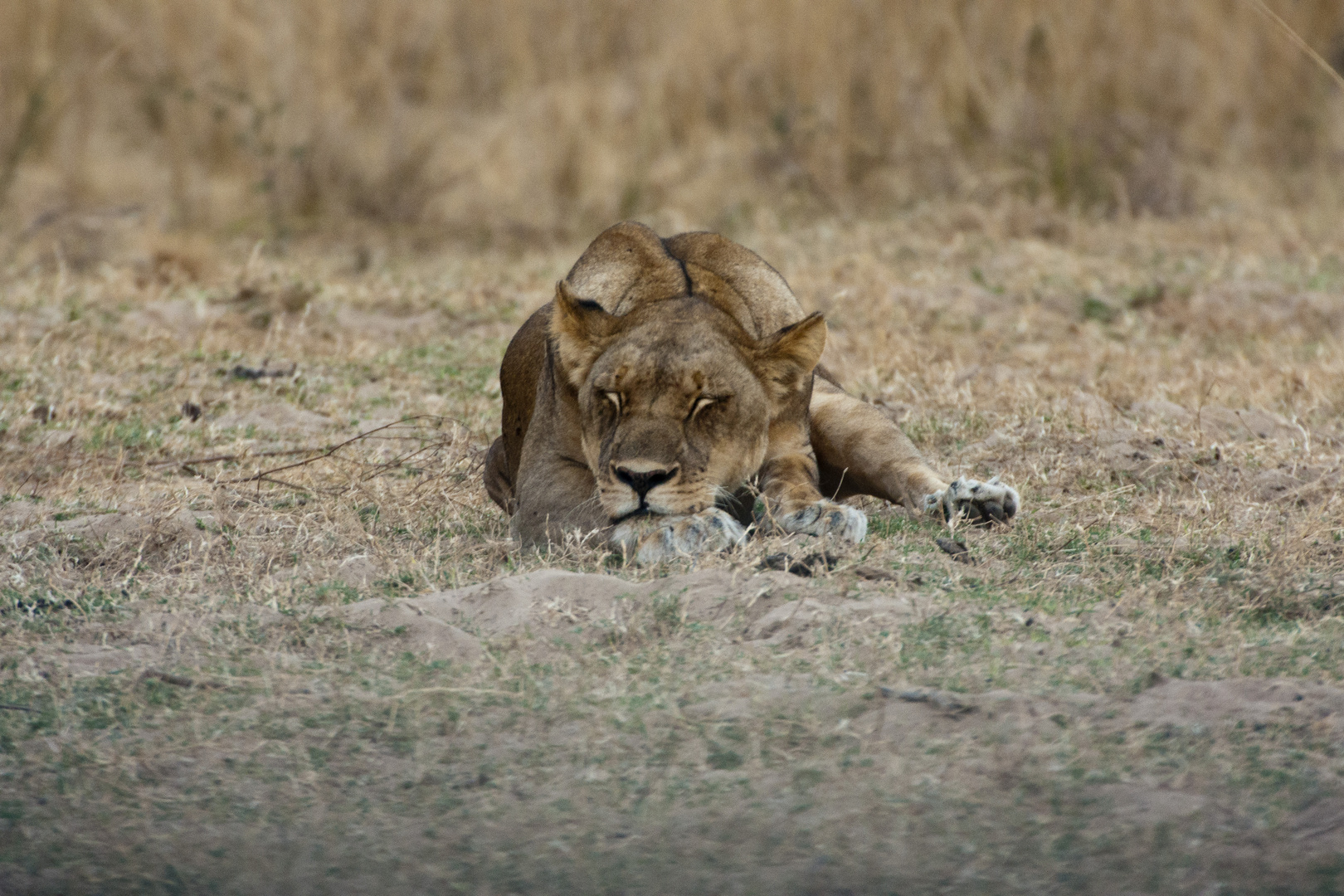 Bin ich müde - Löwin im South-Luangwa-NP / 18.06.2013