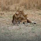 Bin ich müde - Löwin im South-Luangwa-NP / 18.06.2013