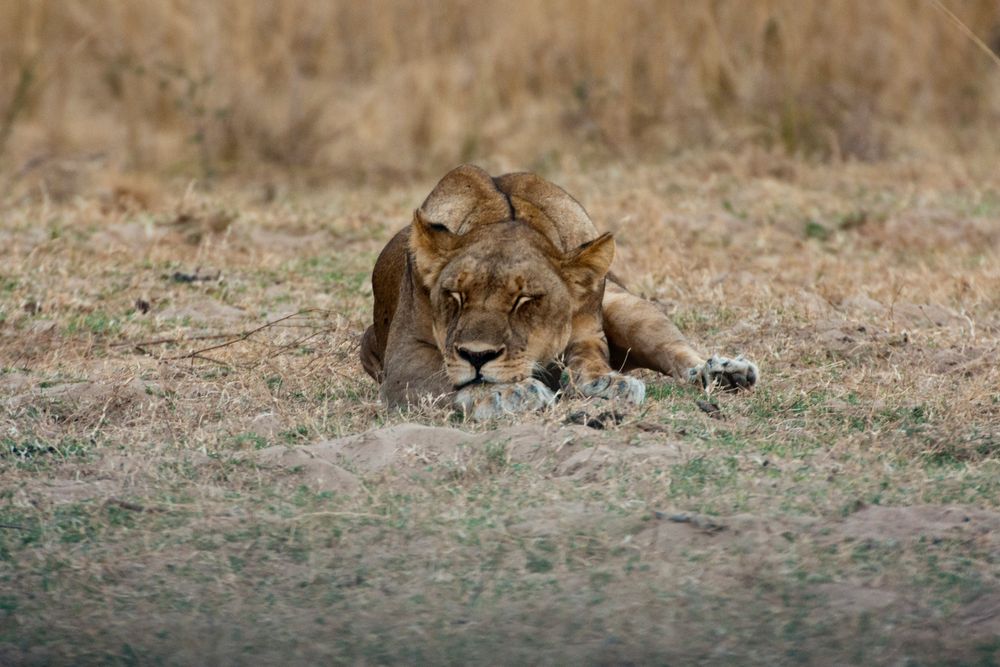 Bin ich müde - Löwin im South-Luangwa-NP / 18.06.2013