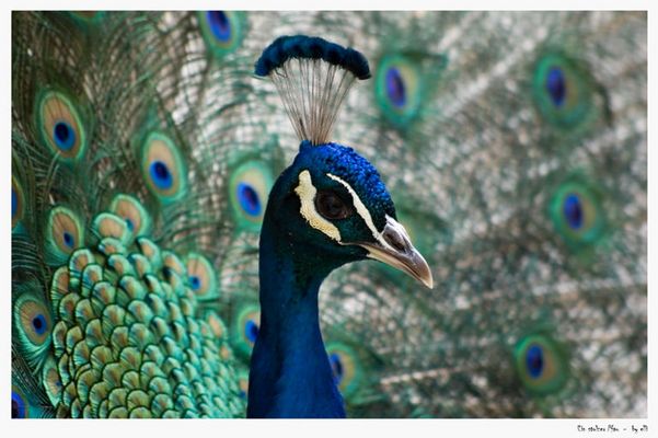 Bin ich nicht der Schönste?