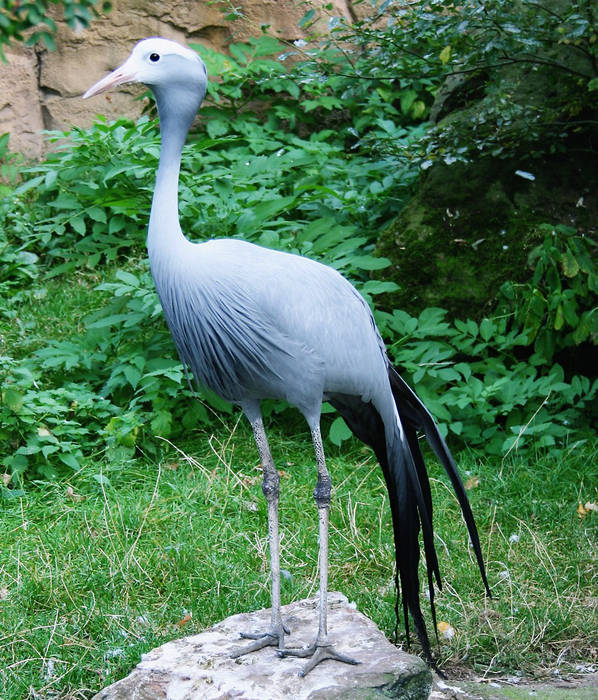 Bin ich nicht der schönste Vogel im Zoo