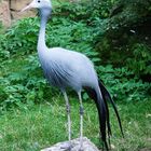 Bin ich nicht der schönste Vogel im Zoo