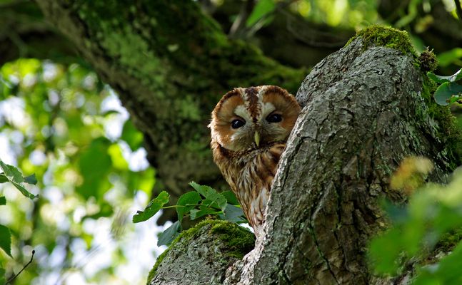 bin ich nicht ein hübsches Käuzchen?