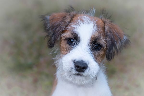 Bin ich nicht ein pfiffiges Kerlchen?