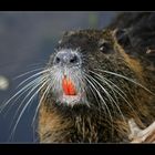 bin ich nicht ein schöner Nutria........lach.....